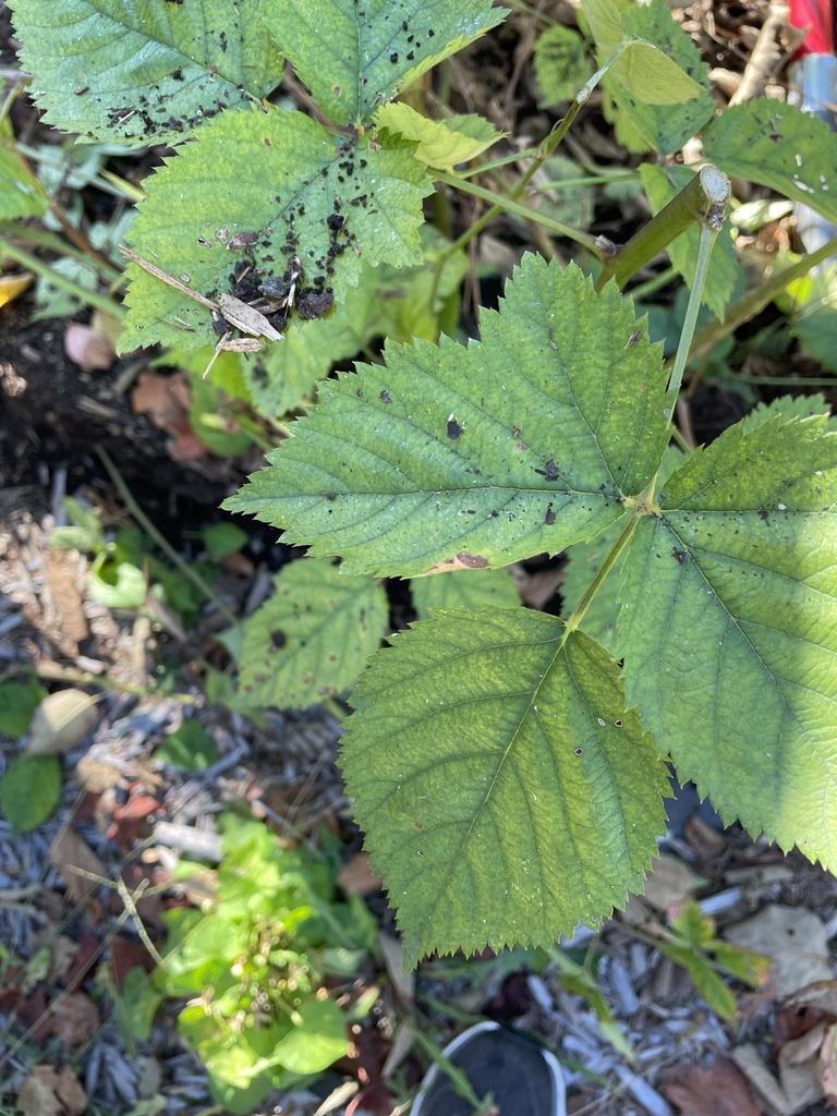 Rubus fruticosus
