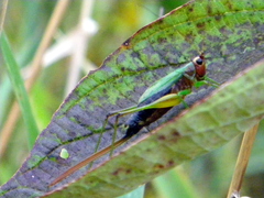 Conocephalus nigropleurum