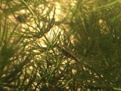 Heterandria formosa