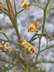 Jacksonia spinosa