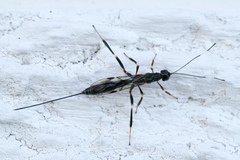 Xorides