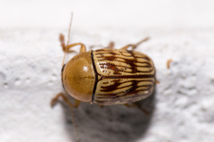 Cryptocephalus fulguratus