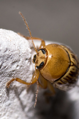 Cryptocephalus fulguratus