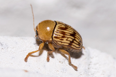 Cryptocephalus fulguratus