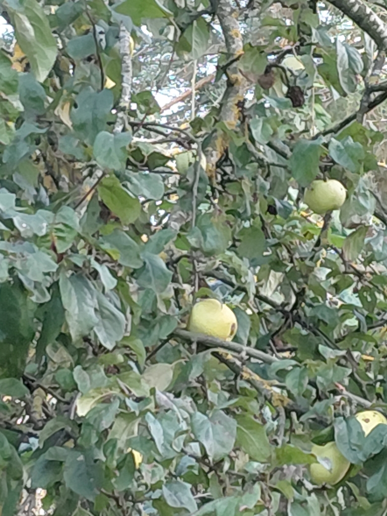 Malus domestica