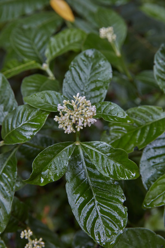 amyruca
