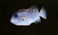 Rough Triggerfish photo 4