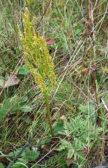 Sceptridium dissectum