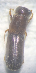 Teloplatypus