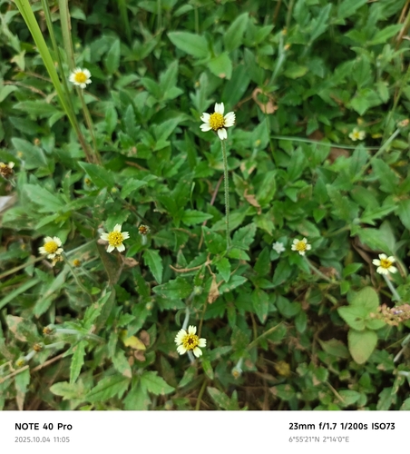 Tridax Daisy