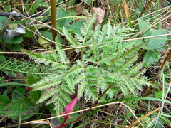 Sceptridium dissectum