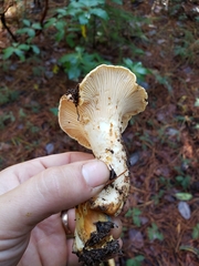 Cantharellus cascadensis