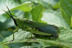 Taphronota calliparea