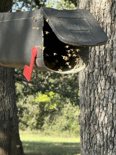 Western Honey Bee photographed in Texas