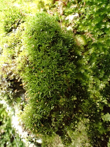 Rhabdoweisia crispata observed 2025-10-11