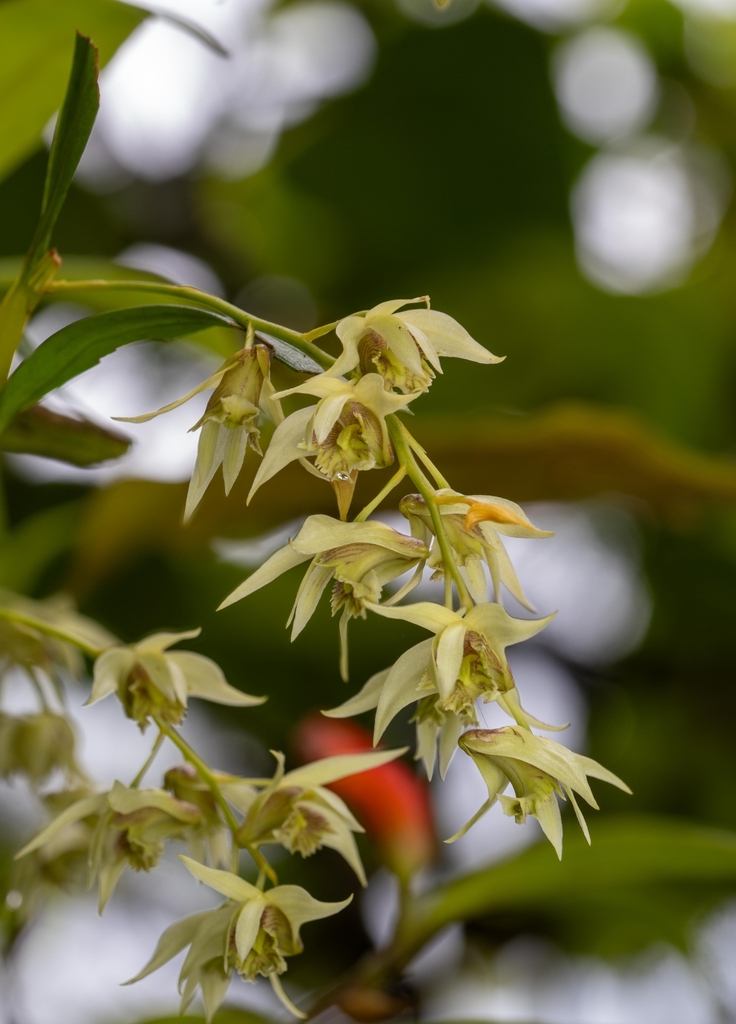 Dendrobium eriiflorum Griff. 2