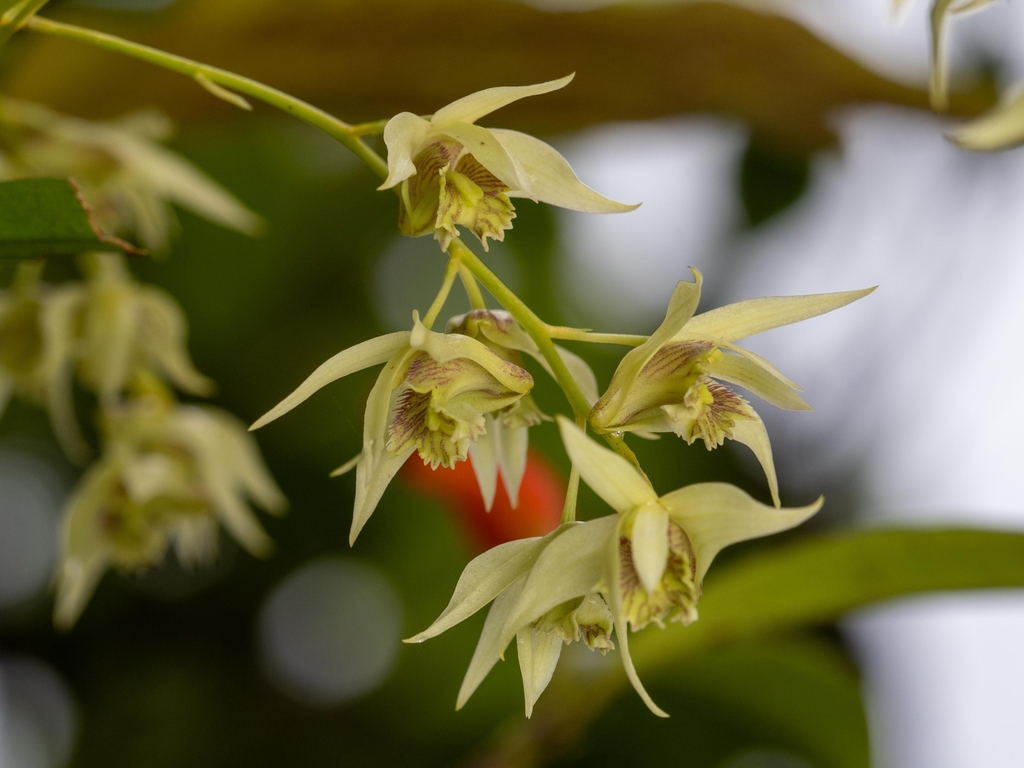 Dendrobium eriiflorum Griff. 3