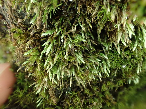 Anomobryum concinnatum observed 2025-10-11