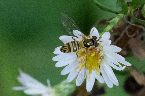 Unknown species found near Mozley Park, Atlanta, GA, USA