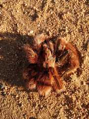 Grammostola rosea