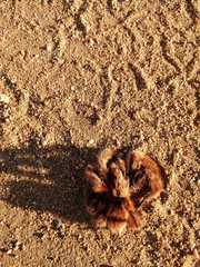 Grammostola rosea