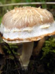 Agaricales