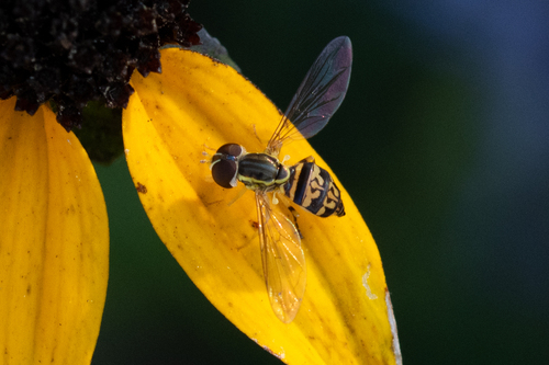 Unknown species found near Mozley Park, Atlanta, GA, USA
