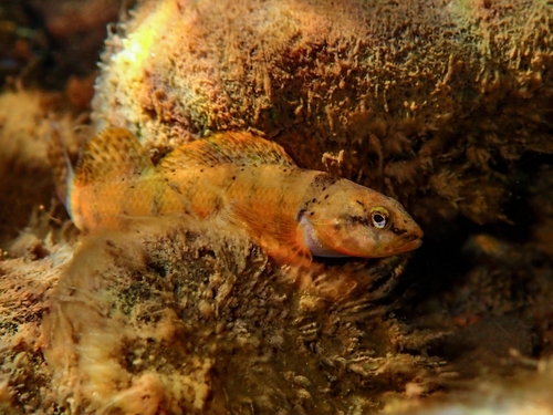 Tippecanoe darter (Etheostoma tippecanoe) — Percidae