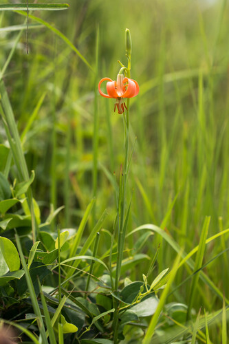 Lilium callosum iNat (2)