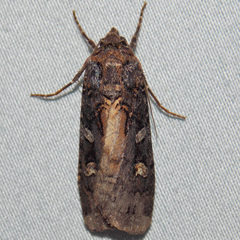 Actebia fennica