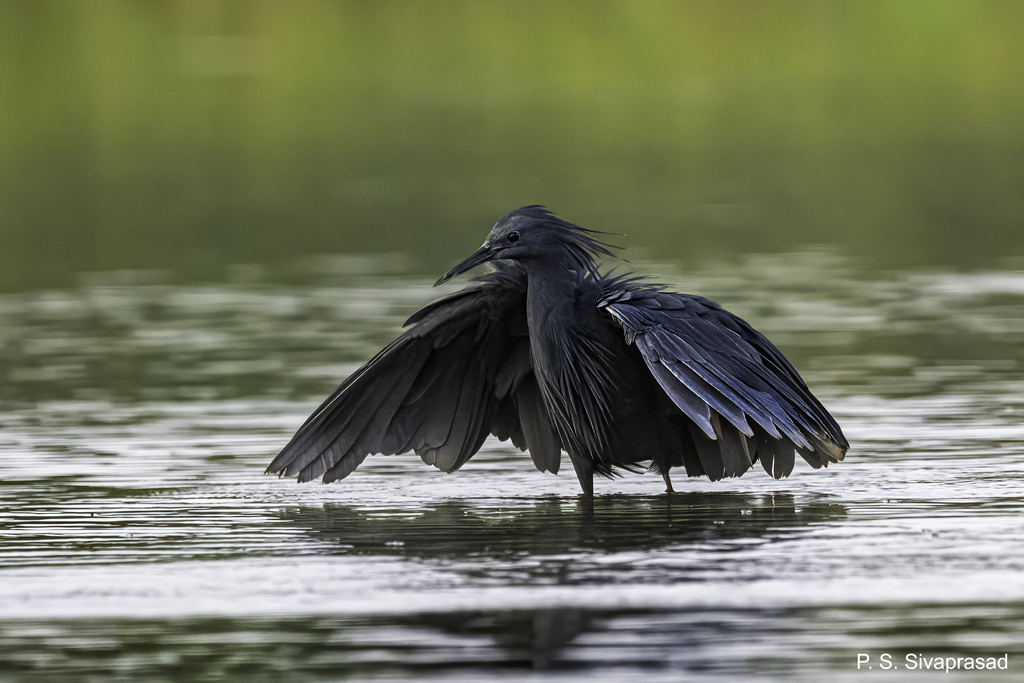 Black Heron