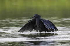 Black Heron photo 1