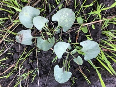Calystegia subacaulis