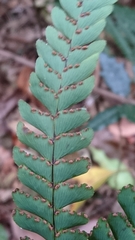 Adiantum silvaticum