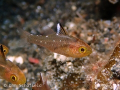 Ostorhinchus hoevenii