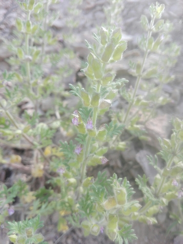 Cut-leaved germander (Teucrium botrys)