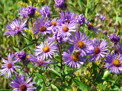 Symphyotrichum novae-angliae