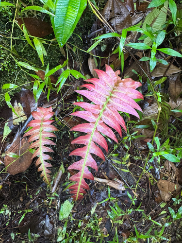Hammock fern (Blechnum occidentale)