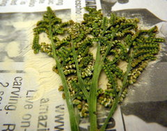 Sceptridium dissectum