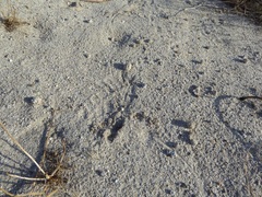 Dipodomys deserti