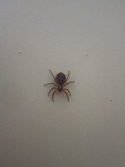 Menemerus semilimbatus