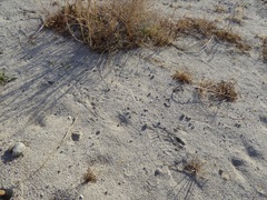 Dipodomys deserti
