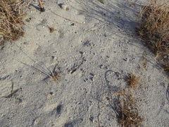 Dipodomys deserti