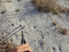 Dipodomys deserti