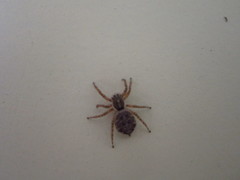 Menemerus semilimbatus