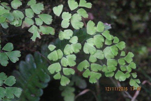 Adiantum raddianum observed 2016-12-11