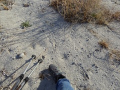 Dipodomys deserti