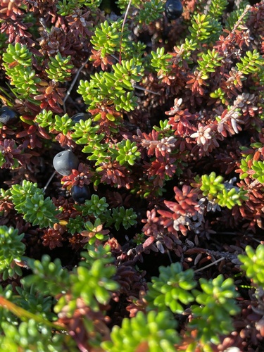 black crowberry