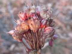 Allium thunbergii