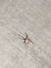 Latrodectus geometricus